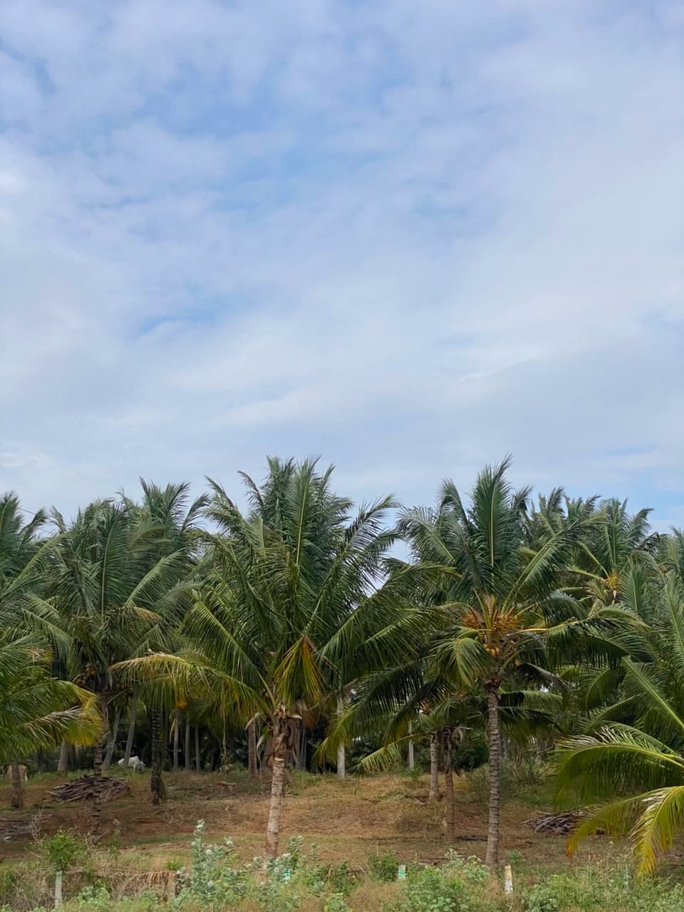 Coconut groves at the edge of the community