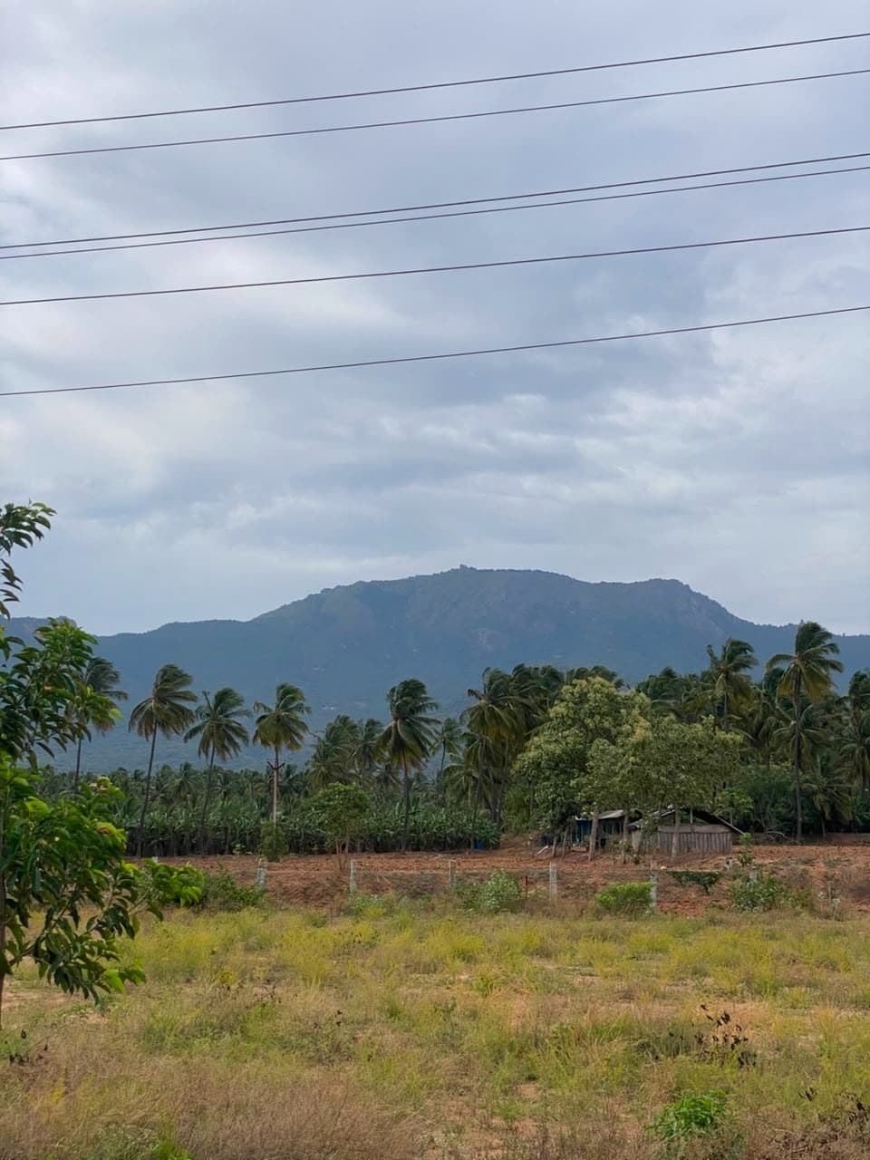 The Velliangiri Mountains rising behind coconut groves at the site