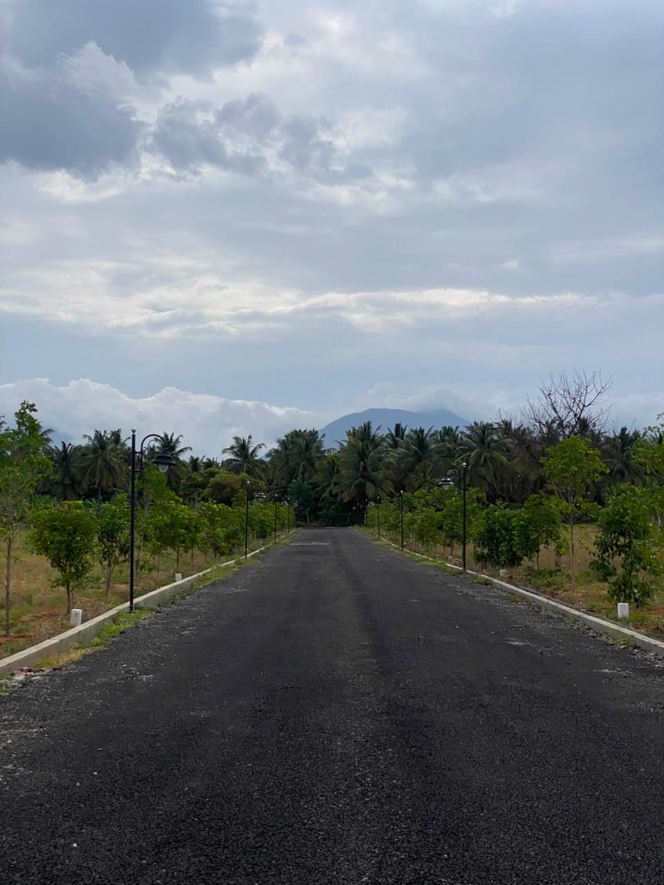 Avenue-tree-lined blacktop road inside the community